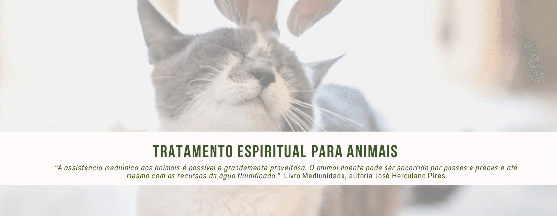 Imagem de um gatinho recebendo carinho na cabeça com o descritivo Tratamento espiritual para animais "A assistência mediúnica aos animais é possível e grandemente proveitosa. O animal doente pode ser socorrido por passes e preces e até mesmo com os recursos da água fluidificada." Livro mediunidade , autoria José Herculano Pires