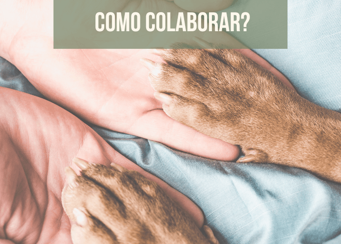 Imagem de duas mãos humanas com as patas de um cachorro sobre cada mão com o texto como colaborar?