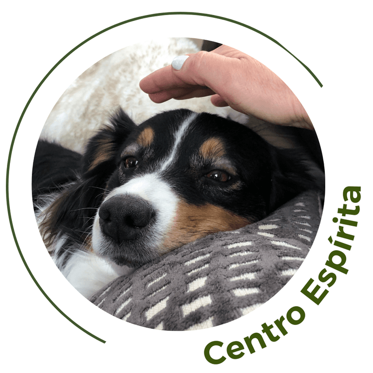 Imagem de uma pessoa fazendo carrinho em um cachorro, que está deitado no cobertor com o texto Centro Espírita