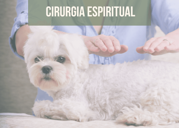 Imagem de uma pessoa com as mãos postas sobre um cachorro, simbolizando a aplicação de passe fluídico com o texto cirurgia espiritual